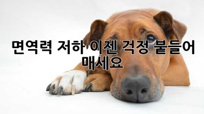 면역력 저하? 이젠 걱정 붙들어 매세요!